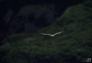 寻找神话之鸟,揭开古老传说的神秘面纱